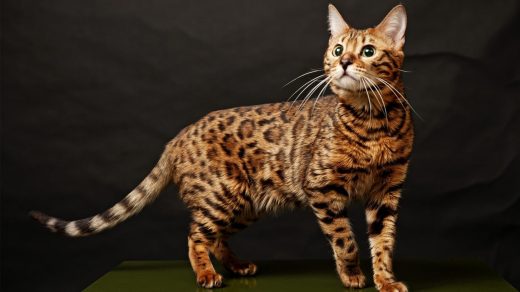 32 цікаві факти про бенгальських котів - Discovery 5