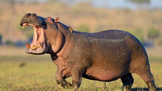 32 цікавих факти про бегемотів - Discovery 21