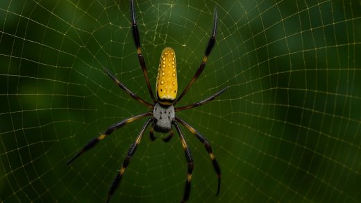 24 цікаві факти про павуків-золотопрядів - Discovery 51