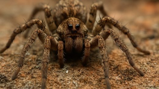 36 цікавих фактів про павуків-вовків - Discovery 3