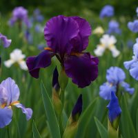 18 цікавих фактів про півники (іриси) - Discovery 7