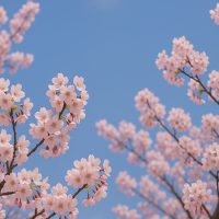 36 цікавих фактів про сакури - Discovery 25