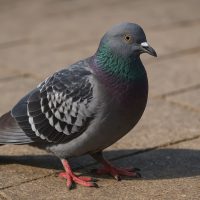 40 цікавих фактів про голубів - Discovery 43